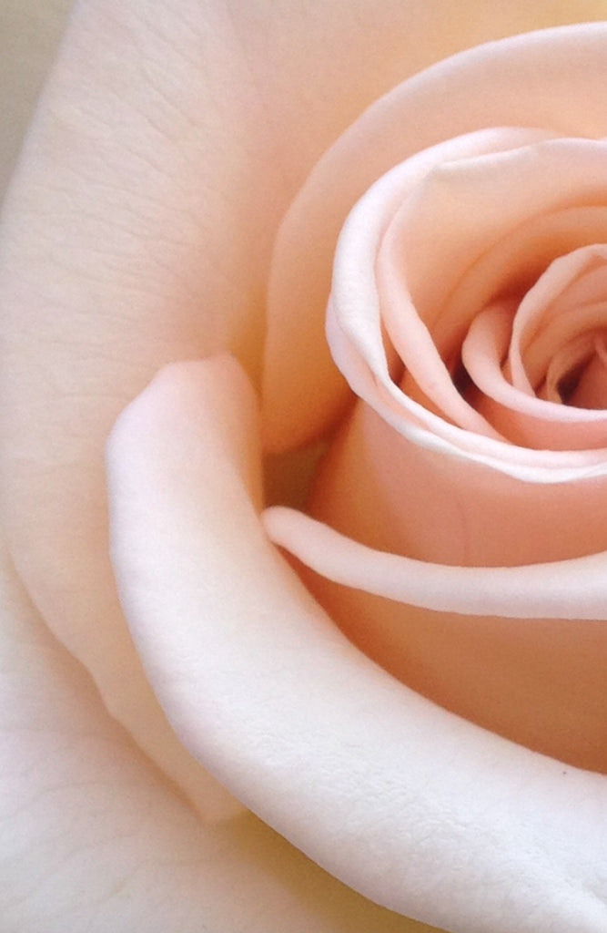 the luxurous history of roses